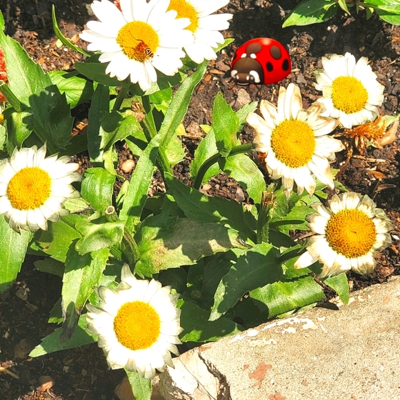 Get YOUR 3 FOR 12.00 SPECIALly LISTED FOR YOU!! NOW - Picture 2 of 2